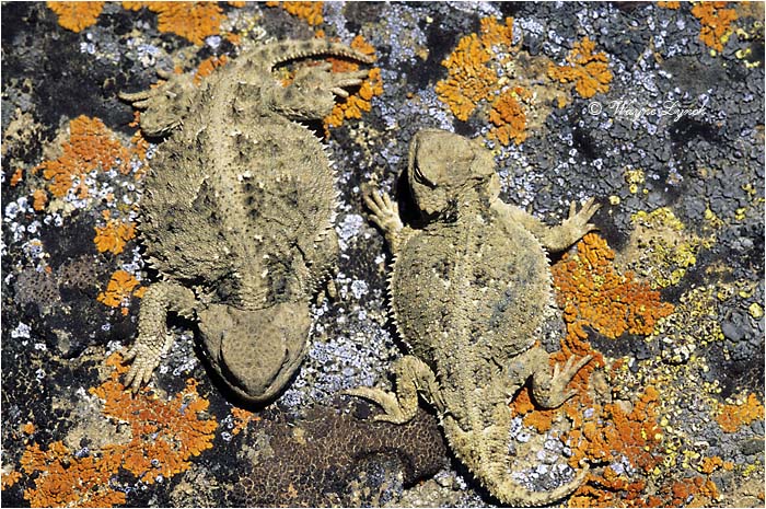 Greater Short-horned Lizard 102  by Dr. Wayne Lynch &copy;